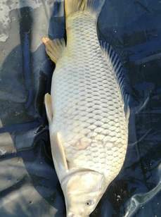 Рыбные Пруды. Фото 11505.