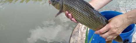 Белый ключ. Фото 11571.