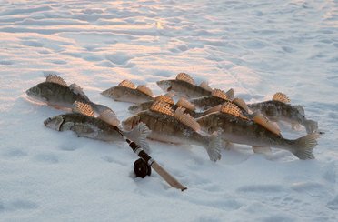 Синяя птица. Фото 1169.