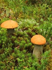 Рыболовные туры на хариуса. Фото 11695.