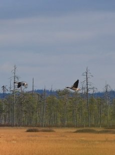 Рыболовные туры на хариуса. Фото 11699.