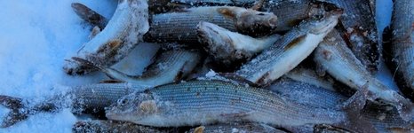 Рыболовные туры на хариуса. Фото 11718.