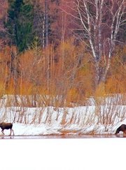 Рыболовные туры на хариуса. Фото 11720.