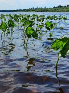 Рыболовные туры на хариуса. Фото 11726.