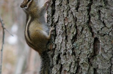 Рыболовные туры на хариуса. Фото 11735.