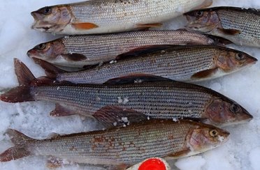 Рыбалка на хариуса зимняя. Фото 11778.