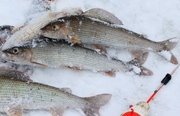 Рыбалка на хариуса зимняя. Фото 11779.