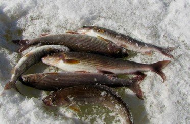 Рыбалка на хариуса зимняя. Фото 11780.