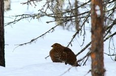 Рыбалка на хариуса зимняя. Фото 11781.