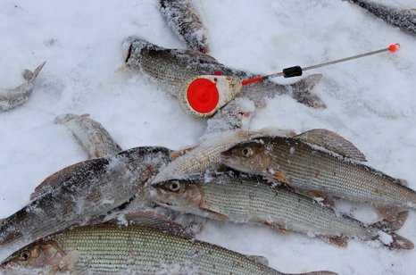 Рыбалка на хариуса зимняя. Фото 11784.