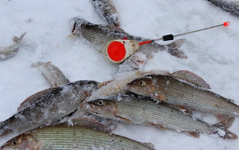 Рыбалка на хариуса зимняя. Фото 11784.