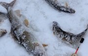 Рыбалка на хариуса зимняя. Фото 11785.
