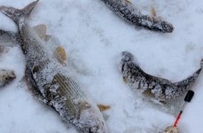 Рыбалка на хариуса зимняя. Фото 11785.