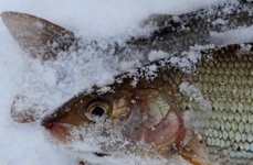Рыбалка на хариуса зимняя. Фото 11786.