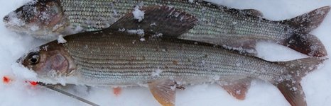 Рыбалка на хариуса зимняя. Фото 11792.