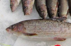 Рыбалка на хариуса зимняя. Фото 11794.