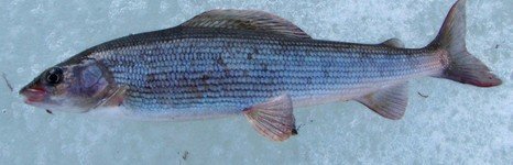 Рыболовные туры на хариуса весенние. Фото 11801.