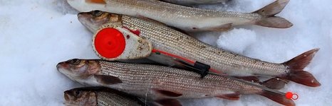 Рыболовные туры на хариуса весенние. Фото 11803.