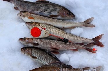 Рыболовные туры на хариуса весенние. Фото 11803.