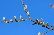 Рыболовные туры на хариуса весенние. Фото 11808.