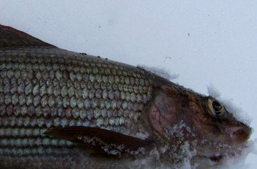 Рыбалка на хариуса зимняя. Фото 11810.