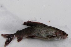 Рыбалка на хариуса зимняя. Фото 11811.