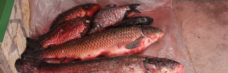 Рыбацкая заводь 48. Фото 11939.