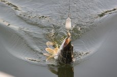 Рыбацкая заводь 48. Фото 11944.