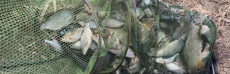 Белая Цапля. Фото 12044.