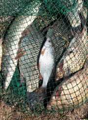 Чернавское водохранилище. Фото 12047.