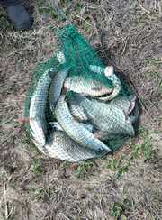 Чернавское водохранилище. Фото 12048.