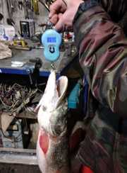 Чернавское водохранилище. Фото 12054.