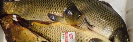 Тонин пруд. Фото 12394.