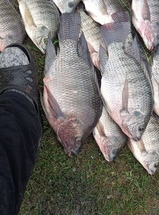 Щеберино. Фото 12439.