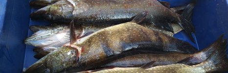 База  отдыха на озере Товское. Фото 13464.