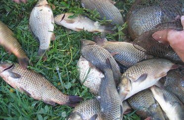 Бритово. Фото 1354.