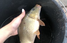 Парк приключений Павлова. Фото 13617.