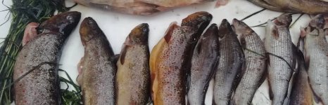 Экспедиция на озеро Товское Архангельская область. Фото 14278.