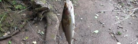 Экспедиция на озеро Товское Архангельская область. Фото 14291.