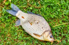 Казанцево. Фото 14321.