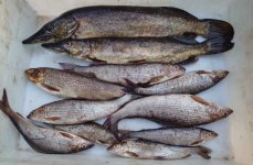 Рыболовно  - туристическая база  "Товамкия ". Фото 14555.