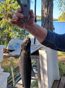 Рыболовно  - туристическая база  "Товамкия ". Фото 14571.