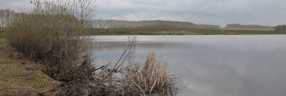 Платник Октябрьский. Фото 14662.