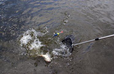 Золотой крючок. Фото 1469.