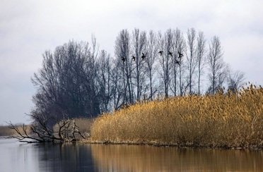 На калиновке. Фото 1498.