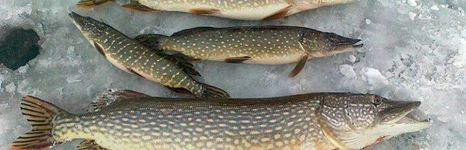 Водники. Фото 1695.