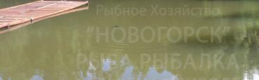 Новогорск. Фото 1769.