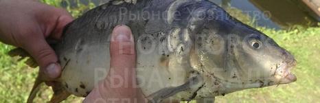 Новогорск. Фото 1778.