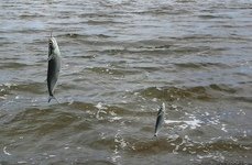 Мария. Фото 1887.