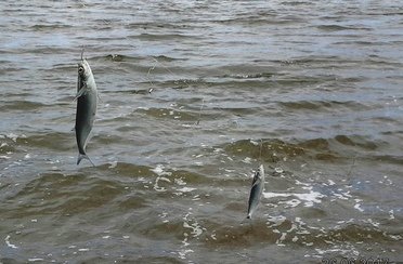 Мария. Фото 1887.